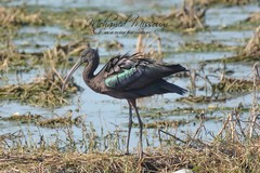 Plegadis falcinellus