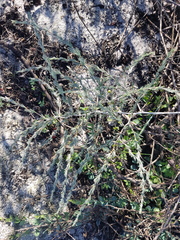 Asparagus exuvialis