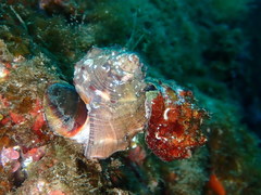 Stramonita haemastoma