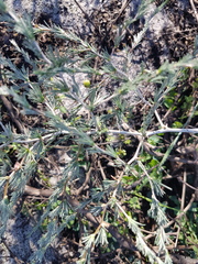 Asparagus exuvialis