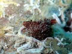 Microcosmus claudicans