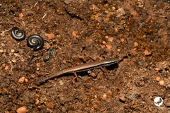 Ctenotus labillardieri