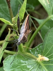 Physomerus grossipes