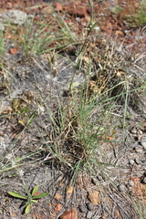 Cymbopogon obtectus