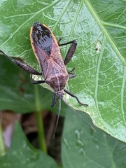 Physomerus grossipes