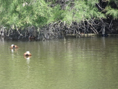 Oxyura leucocephala