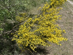 Genista cinerea