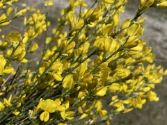 Genista cinerea