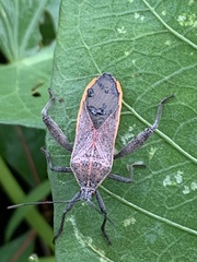 Physomerus grossipes