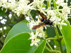 Scolia fuciformis