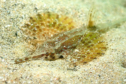 Longtail seamoth (Pegasus volitans) — Pegasidae — 3