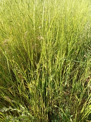 Aegilops cylindrica