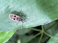 Physopelta fusciscutellata