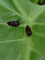 Okiscarta uchidae