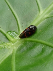 Okiscarta uchidae