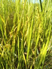 Aegilops cylindrica
