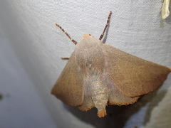 Monoctenia smerintharia