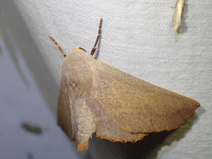 Monoctenia smerintharia