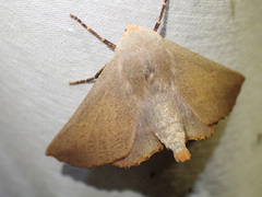 Monoctenia smerintharia