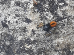 Philaeus chrysops