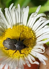Odontocorynus salebrosus