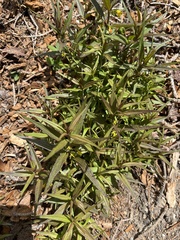 Melampyrum sylvaticum