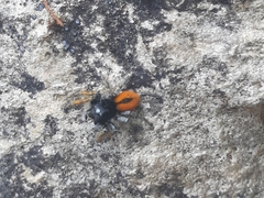 Philaeus chrysops