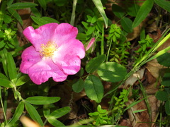 Rosa gallica
