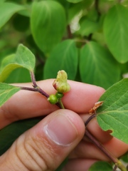 Contarinia lonicerearum