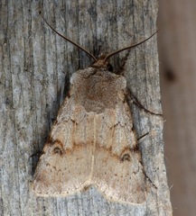 Agrotis cinerea