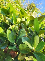 Elaeodendron xylocarpum