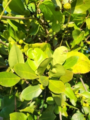 Elaeodendron xylocarpum