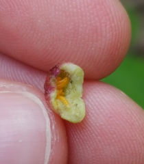 Contarinia lonicerearum