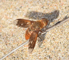 Ligyra ferrea