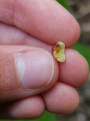 Contarinia lonicerearum