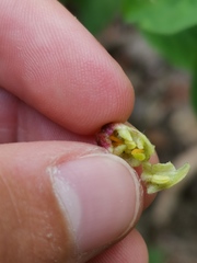 Contarinia lonicerearum