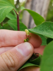 Contarinia lonicerearum