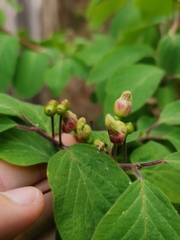 Contarinia lonicerearum