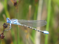 Argia alberta