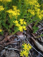 Sedum mexicanum
