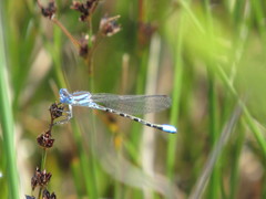 Argia alberta