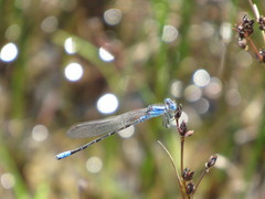 Argia alberta