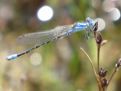 Argia alberta