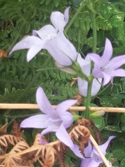 Campanula