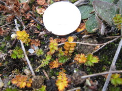 Acaena microphylla pauciglochidiata