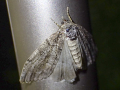 Smyriodes trigramma