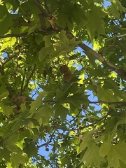 Platanus × hispanica