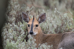 Sylvicapra grimmia hindei