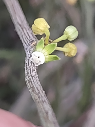 Cynanchum gerrardii