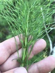 Equisetum arvense image